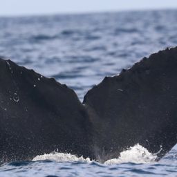 Fluke of CRC-22224