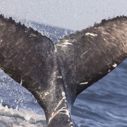 Fluke of CRC-21322