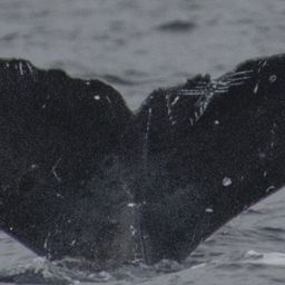 Fluke of HW-MN0522298