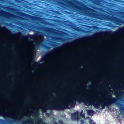 Fluke of HW-MN0522302