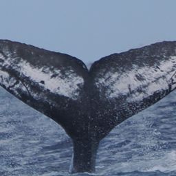 Fluke of NA-4313