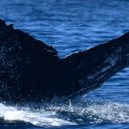 Fluke of CRC-19295
