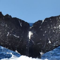 Fluke of CRC-18824