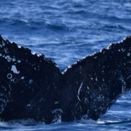 Fluke of HW-MN0522343