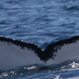 Fluke of HW-MN0522351