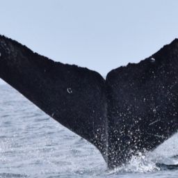 Fluke of CRC-18873