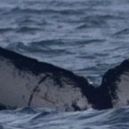 Fluke of HW-MN0522365