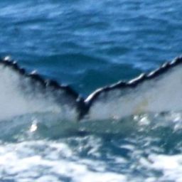 Fluke of HW-MN0102176
