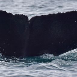 Fluke of HRC-MN299