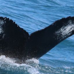 Fluke of HW-MN0102203