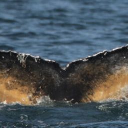 Fluke of HW-MN0102218