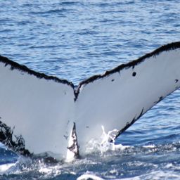 Fluke of HW-MN1101996