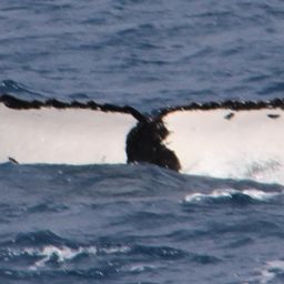 Fluke of HW-MN1101999