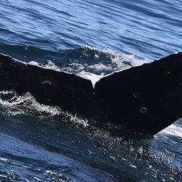 Fluke of 2019-2020 calf of CRC-12099