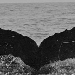 Fluke of SPLASH-620360