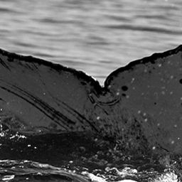 Fluke of CRC-18624