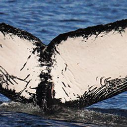 Fluke of CRC-17126