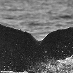 Fluke of SPLASH-620249