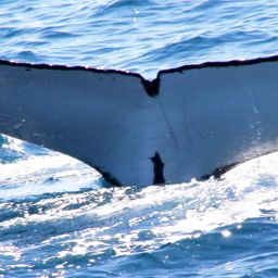 Fluke of HW-MN1102016