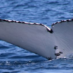 Fluke of HW-MN1102022