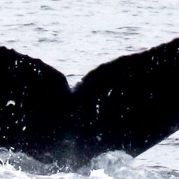Fluke of SEAK-5487