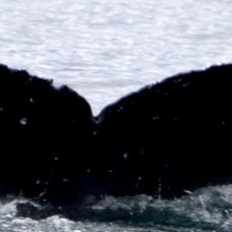 Fluke of SEAK-5391