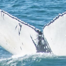Fluke of CRC-17154