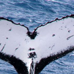 Fluke of HW-MN1102033