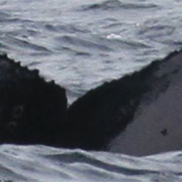 Fluke of CRC-16672