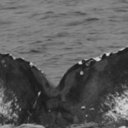 Fluke of CRC-19299