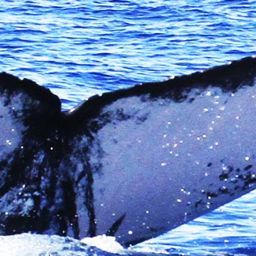 Fluke of CRC-16643