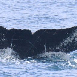 Fluke of FIBB-3BB147