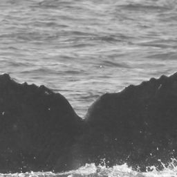 Fluke of CRC-11787