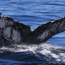 Fluke of FIBB-3BB027