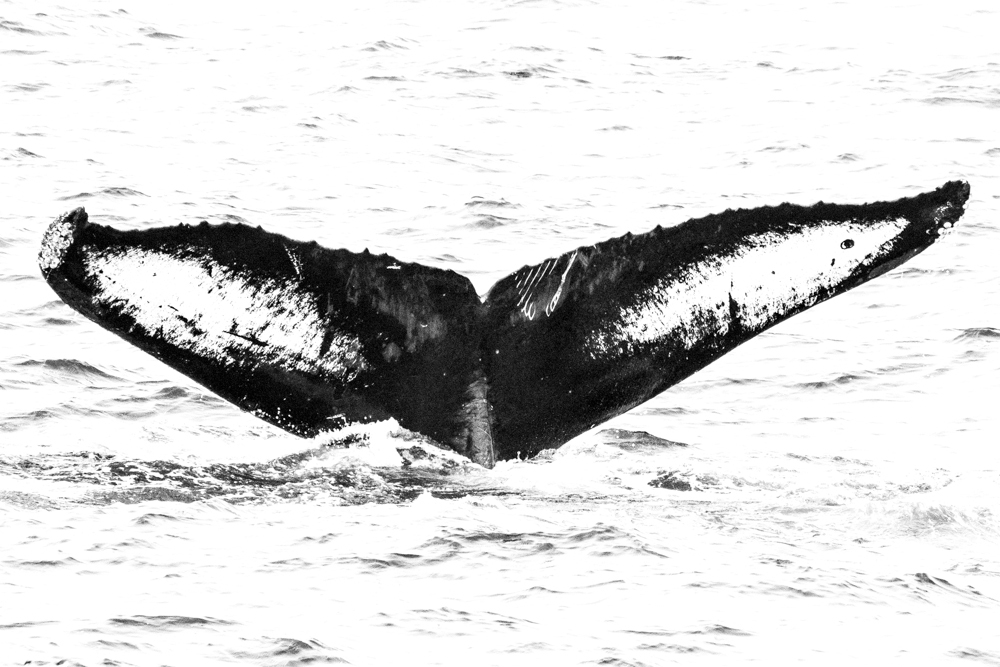 Fluke of Bottlenose (Monterey Bay)
