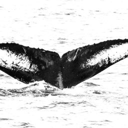 Fluke of Bottlenose