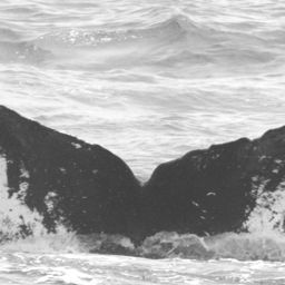 Fluke of CRC-10829
