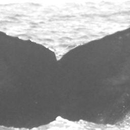 Fluke of CRC-15249