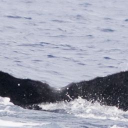Fluke of HIHWNMS-2020-3-2_G05_A01