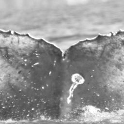Fluke of CRC-16214