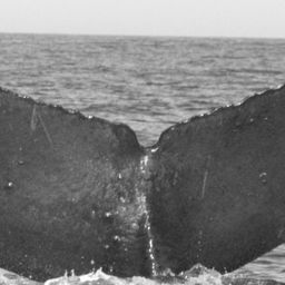 Fluke of BCX0061