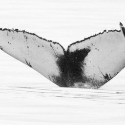 Fluke of CRC-16881