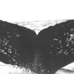 Fluke of FIBB-3BB617