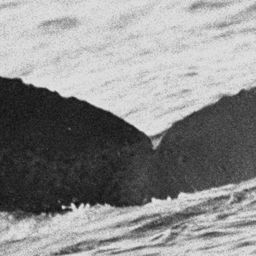 Fluke of BCX0065