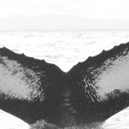 Fluke of BCZ0016