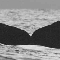 Fluke of BCX0693