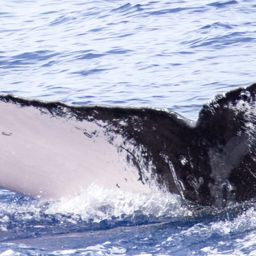 Fluke of BCY0391