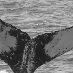 Fluke of BCZ0209