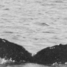 Fluke of BCX0910