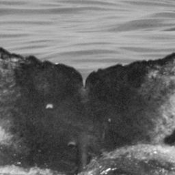 Fluke of BCY0305